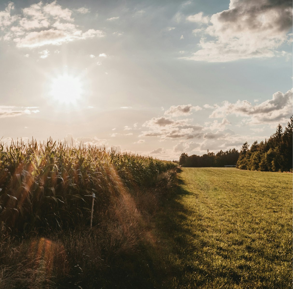 Image of sunlight