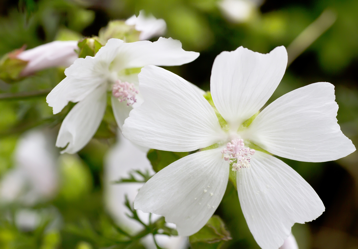 White Musk bloem