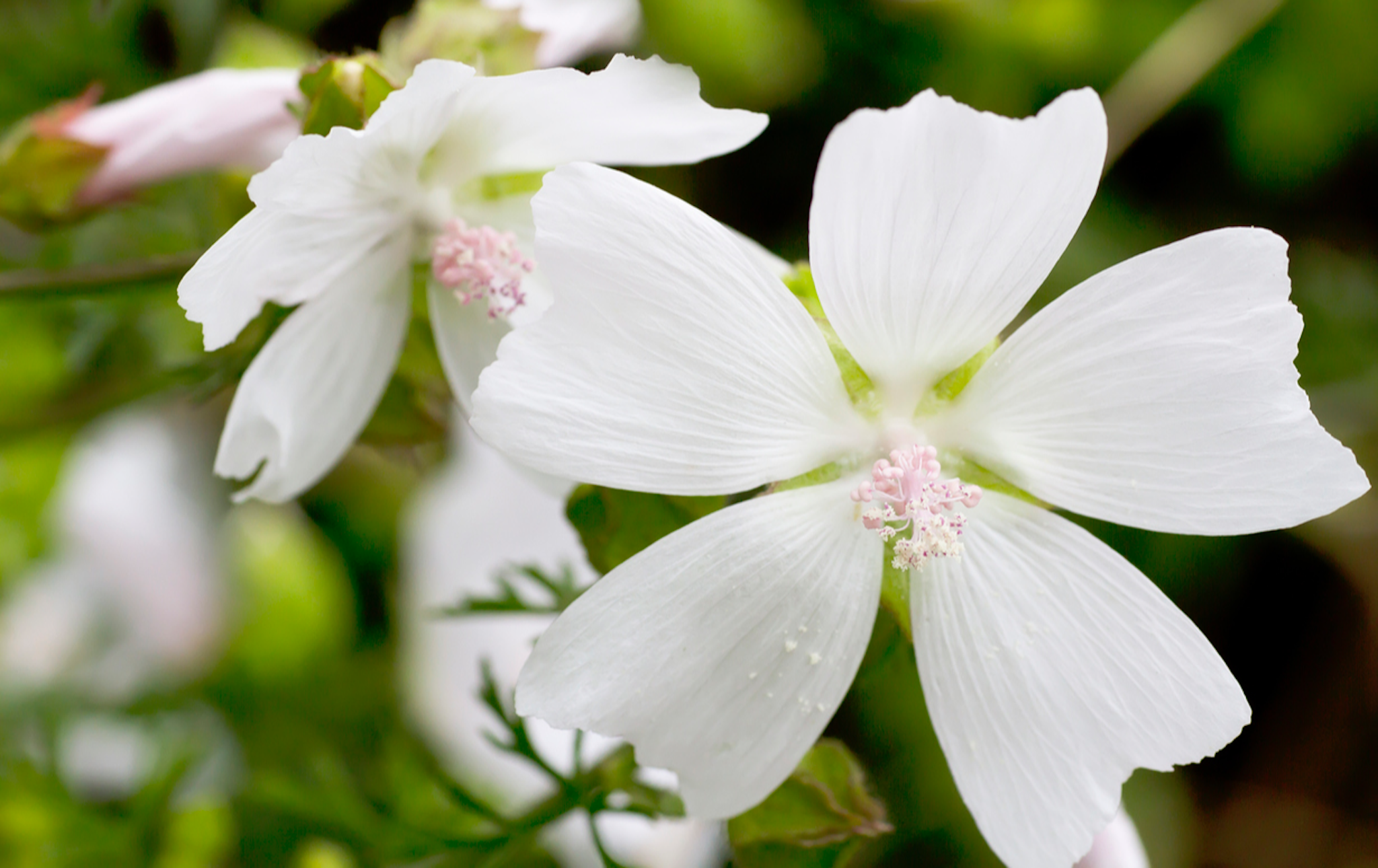 white musk bloem