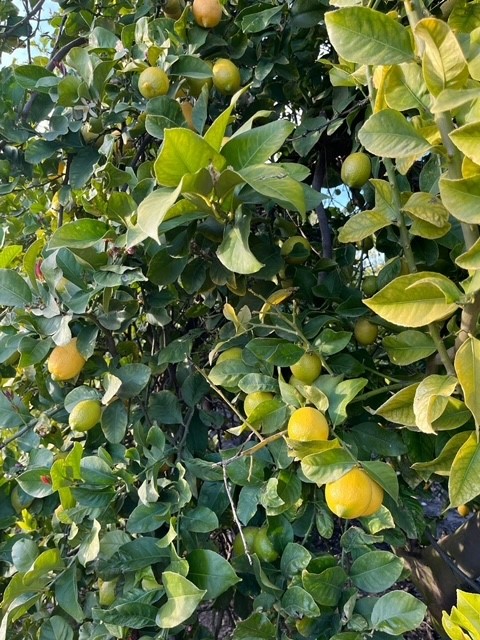 Lemon | Pacific Produce