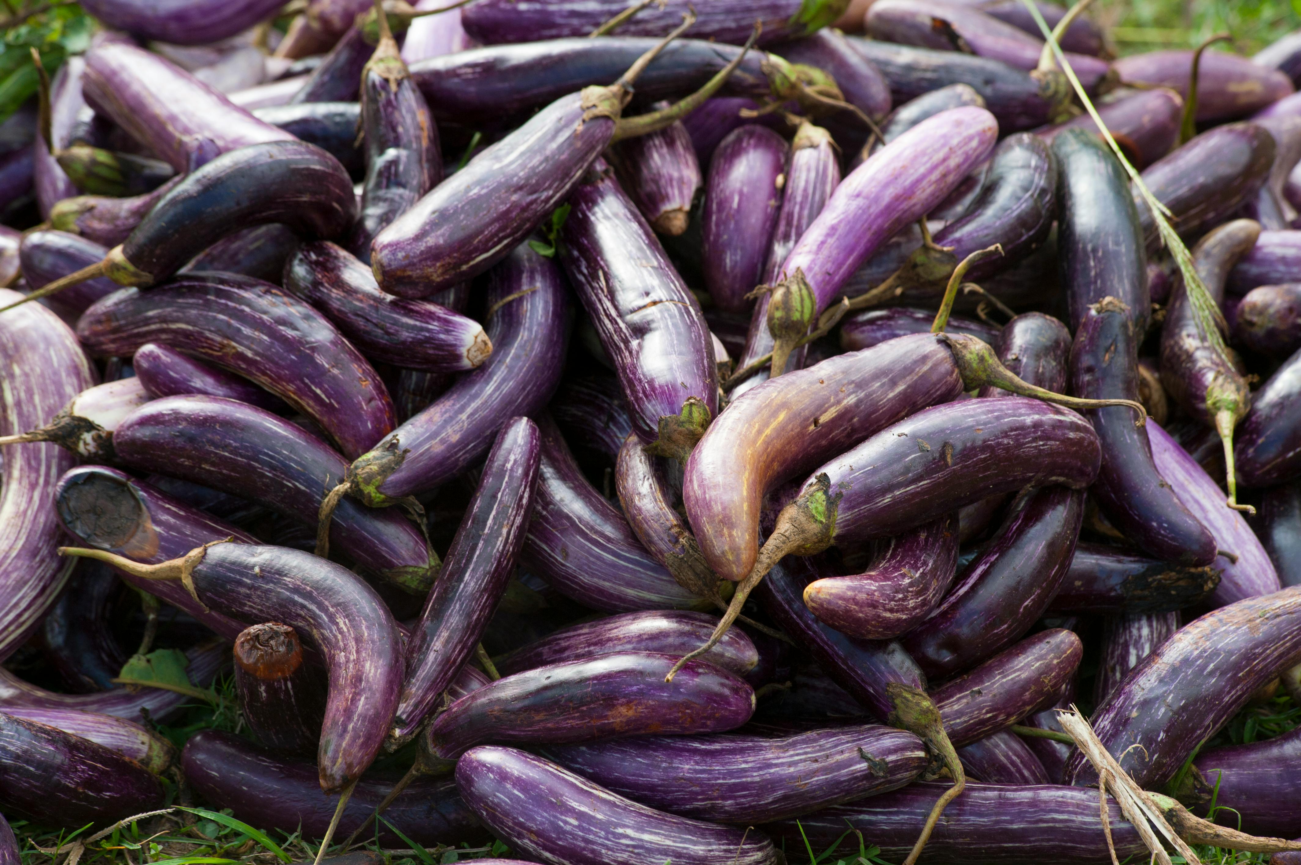 Aubergine | Pacific Produce