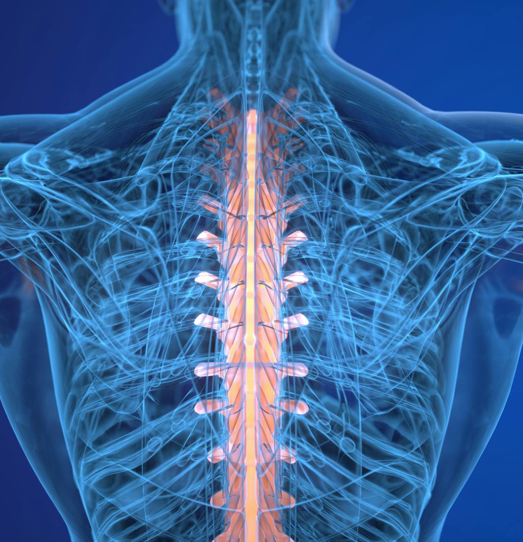 graphic of upper spine