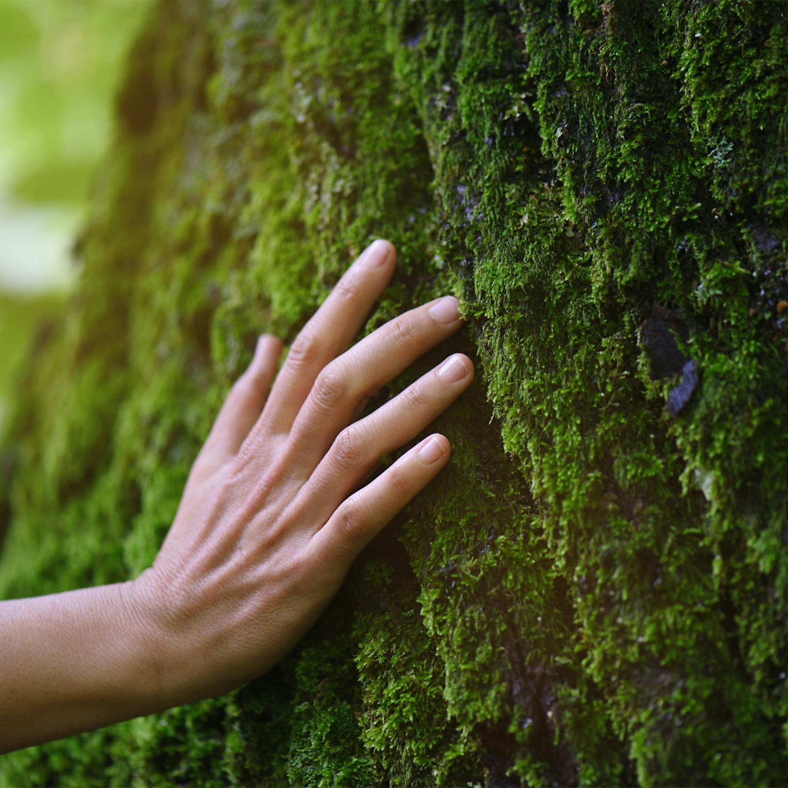 Person touching mossy tree