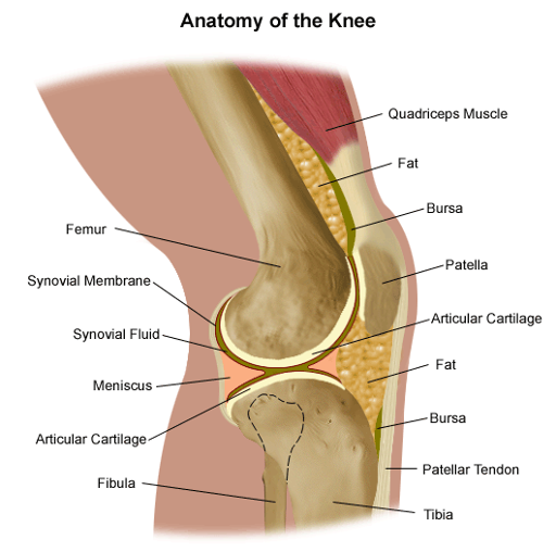 knee anatomy