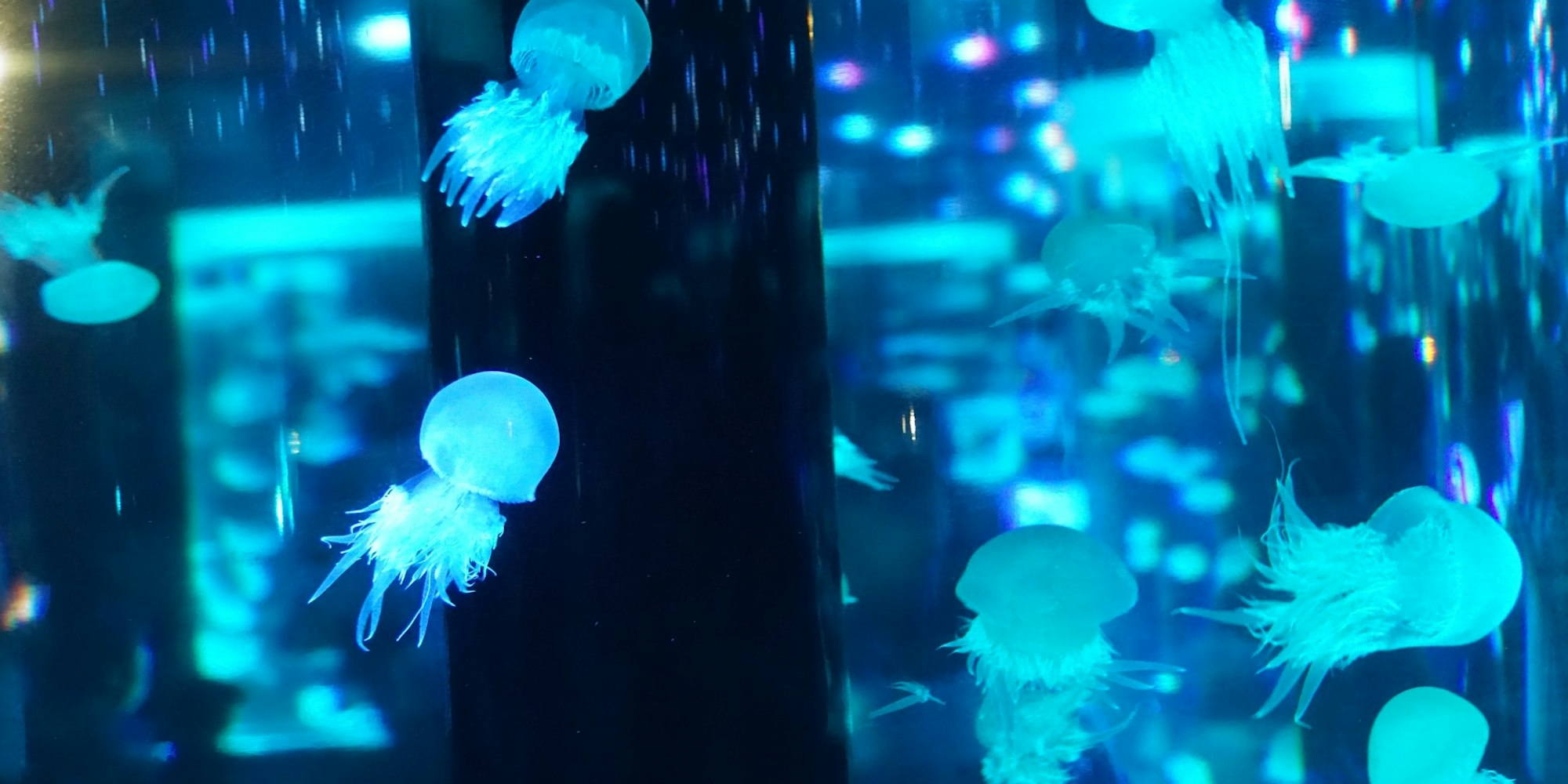 異世界のような空間で一枚|マクセル アクアパーク品川