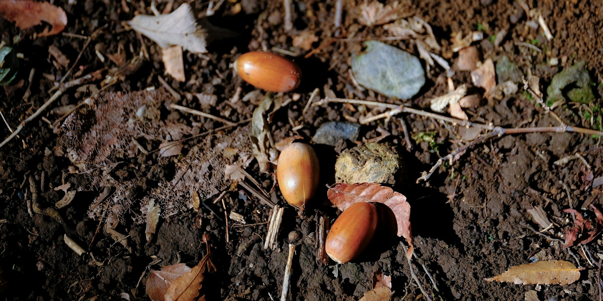 ジブリワールドに浸る|三鷹の森ジブリ美術館