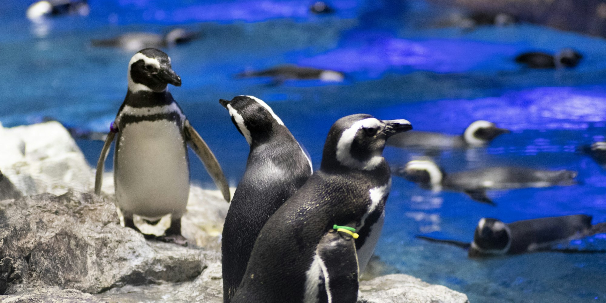 約260種の生き物を見て回る|すみだ水族館