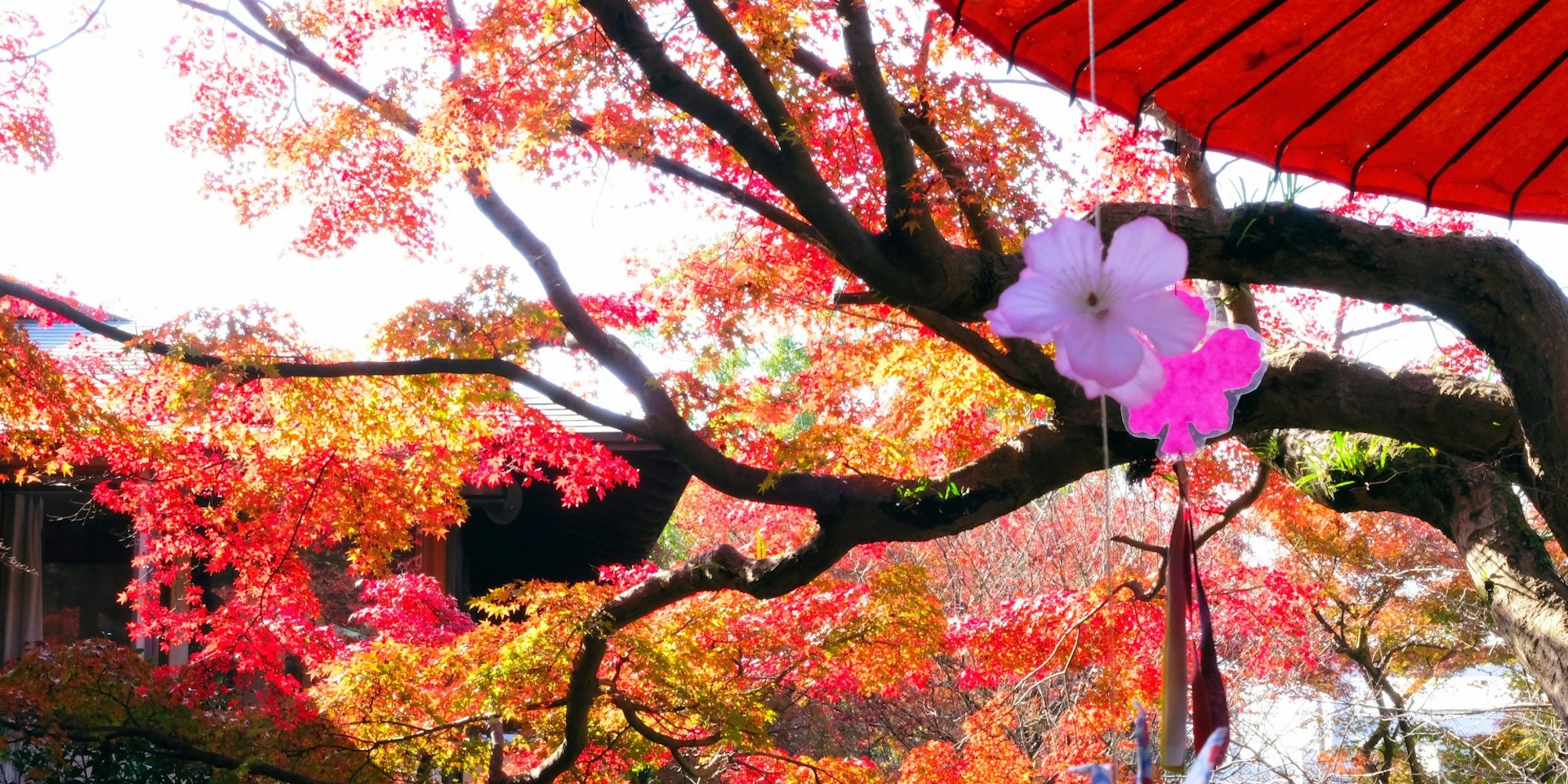 美しい紅葉を楽しむ|大塔宮 鎌倉宮