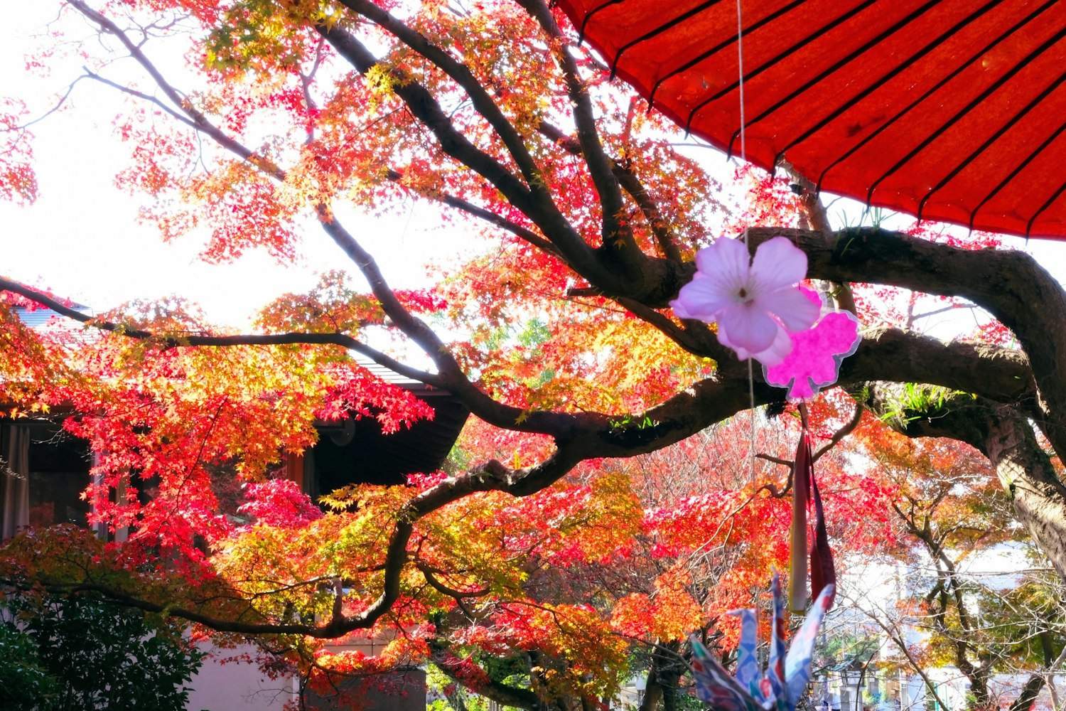 美しい紅葉を楽しむ｜大塔宮 鎌倉宮
