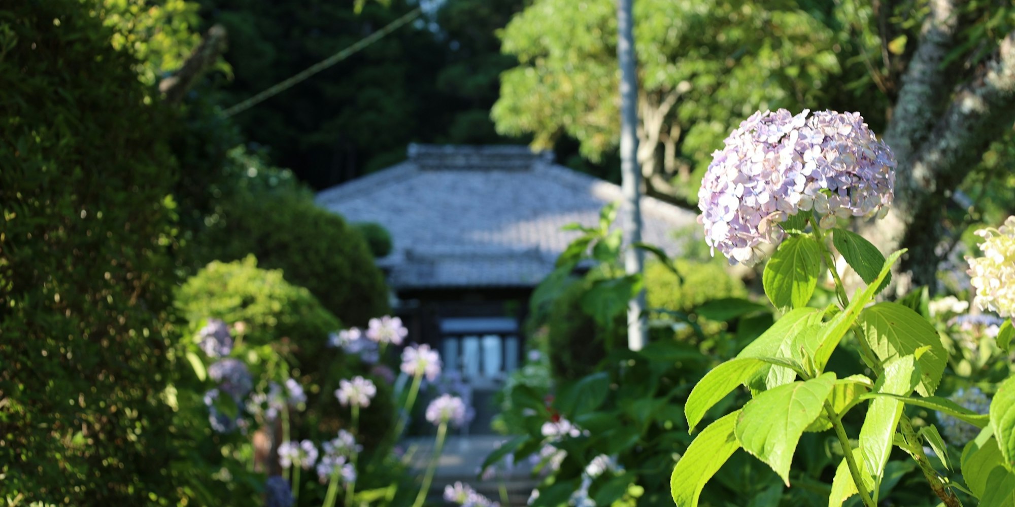桜の名所|極楽寺
