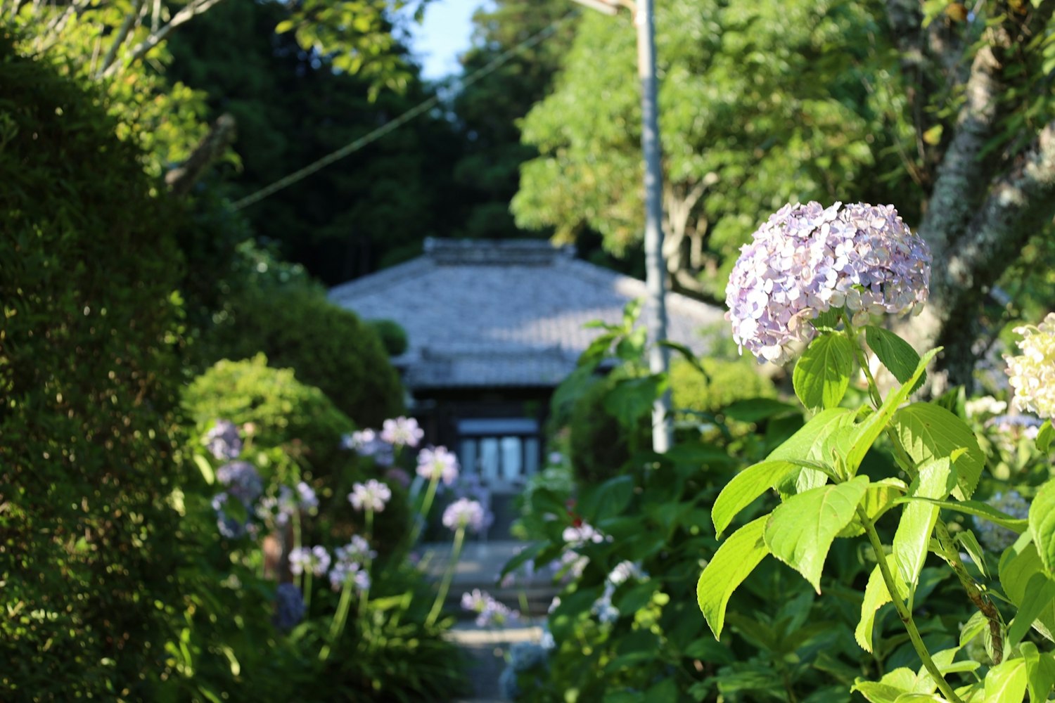 桜の名所｜極楽寺