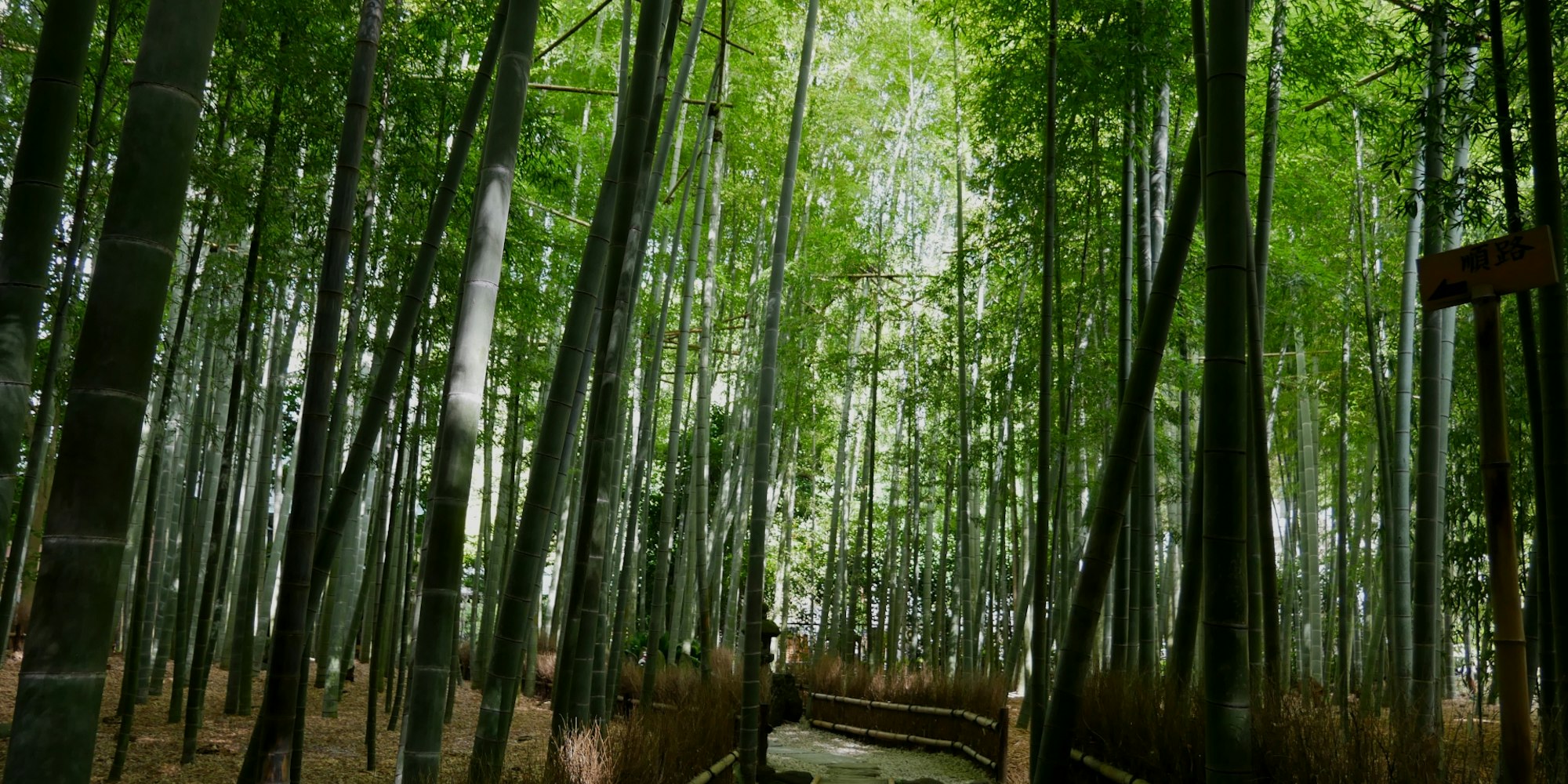 竹寺とも呼ばれるお寺|報国寺