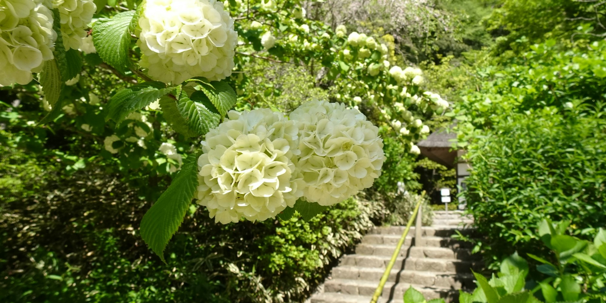 あじさいの名所|明月院