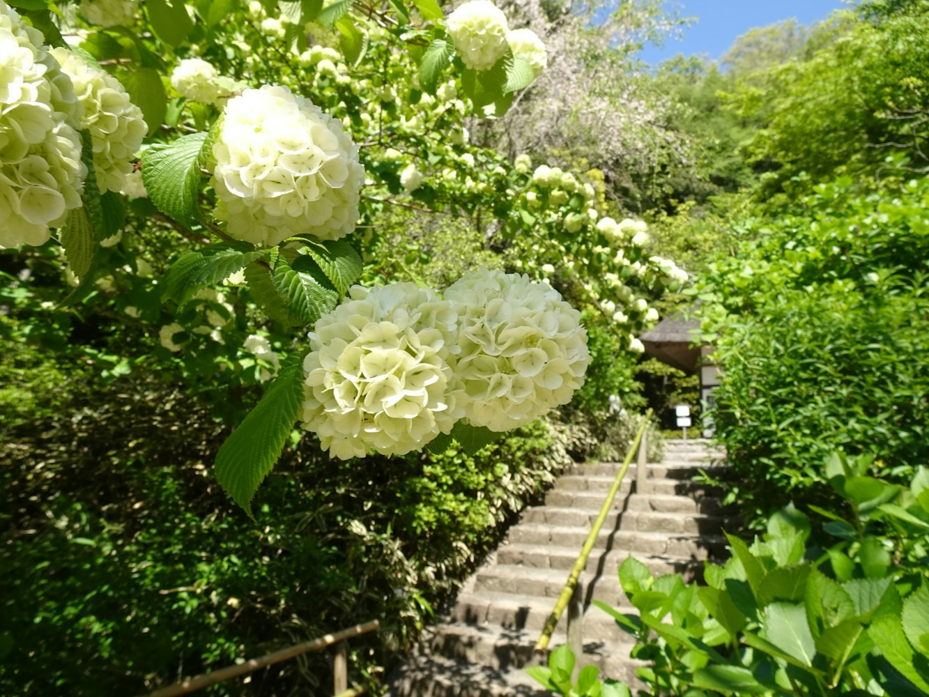 あじさいの名所｜明月院