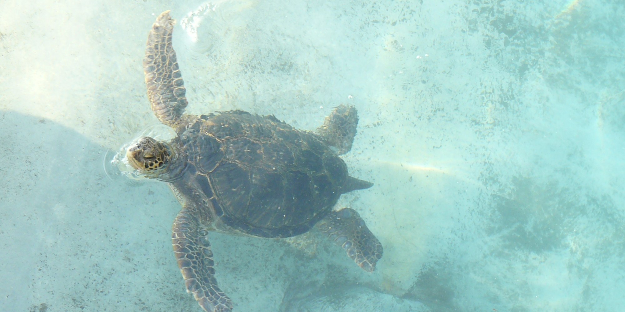 相模湾の生き物をチェック|新江ノ島水族館