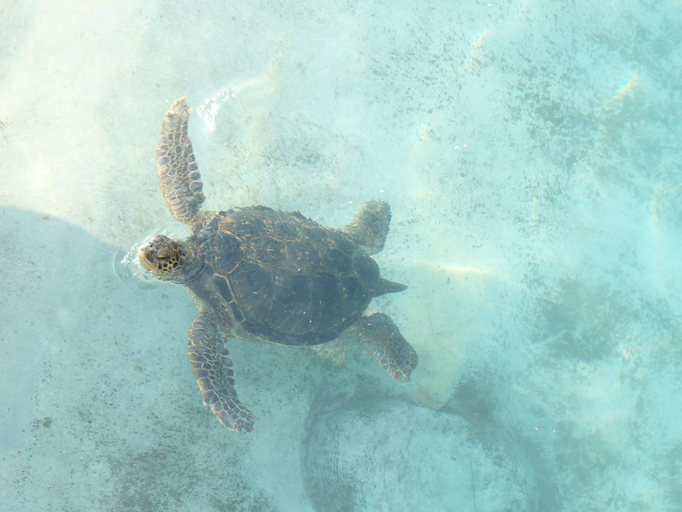 相模湾の生き物をチェック｜新江ノ島水族館