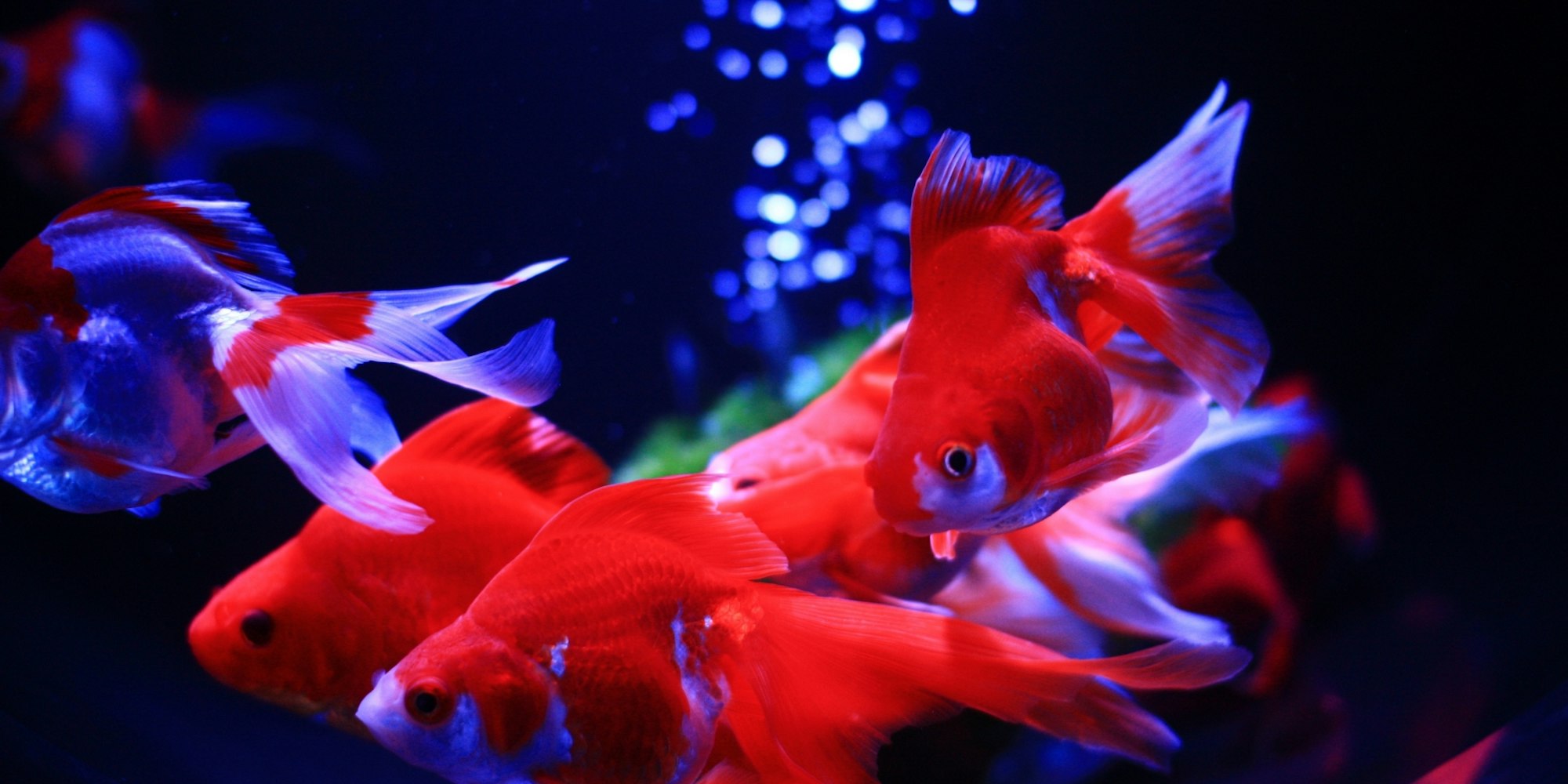 金魚、光、音、香りの芸術空間|アートアクアリウム美術館 GINZA