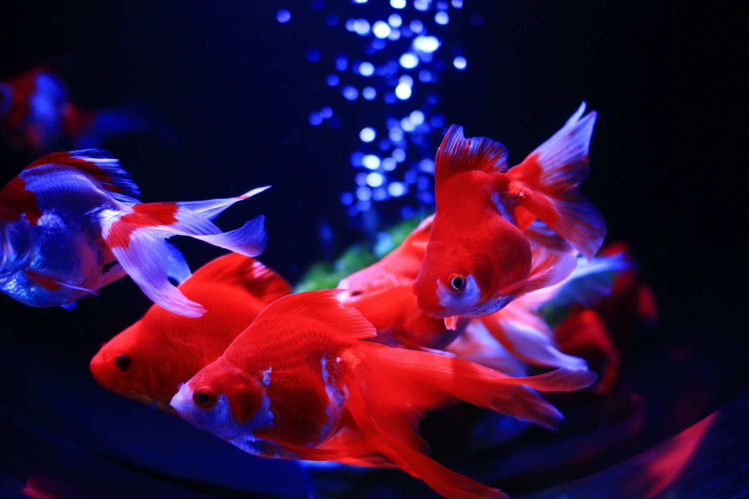 金魚、光、音、香りの芸術空間｜アートアクアリウム美術館 GINZA