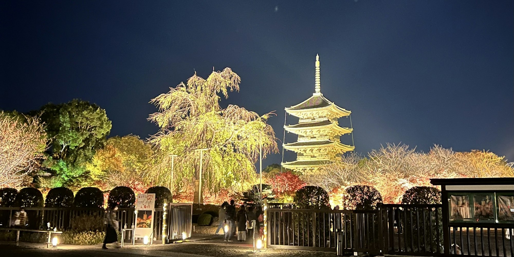 枝垂桜と五重塔が美しい|東寺