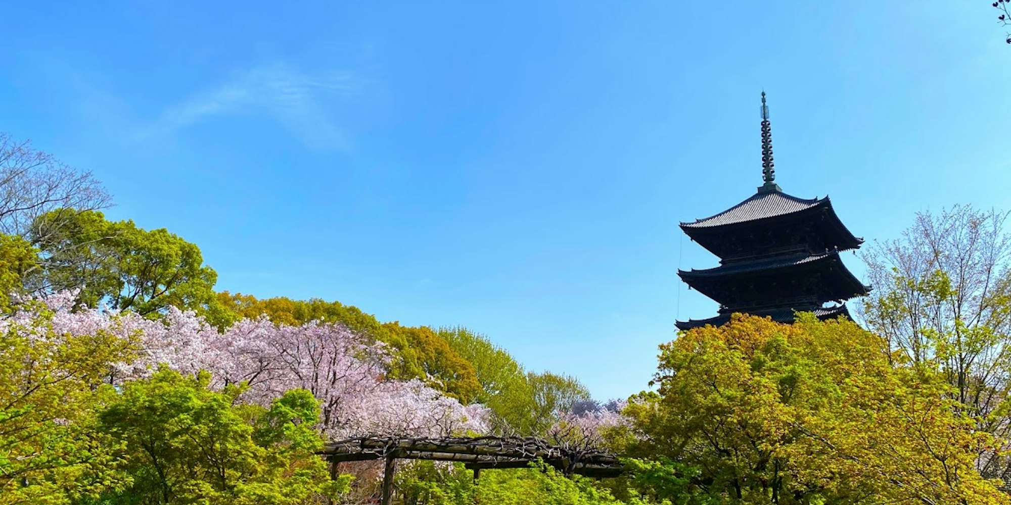 春の清水寺三重塔 春の清水寺三重塔