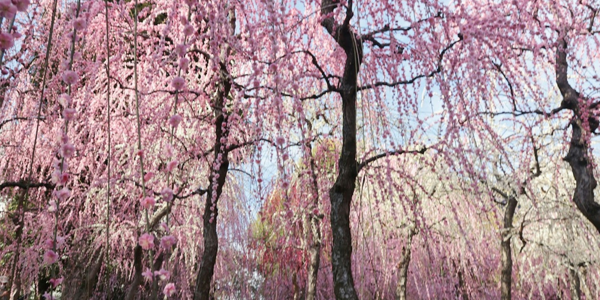 城南宮の枝垂れ桜 城南宮の枝垂れ桜