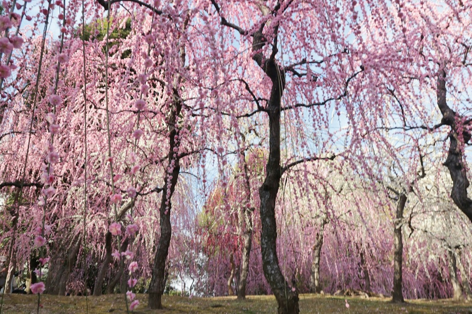 城南宮の枝垂れ桜