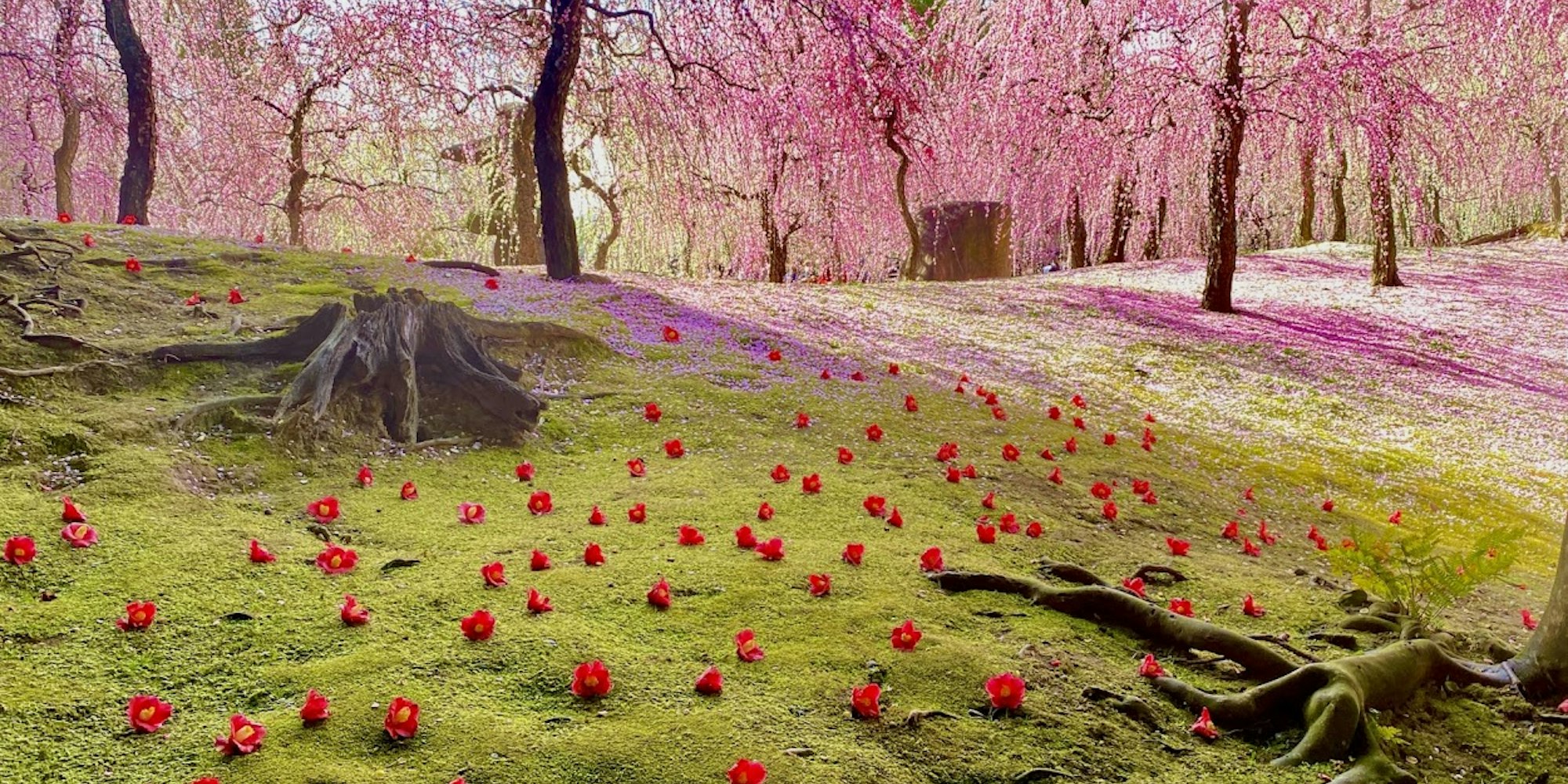 城南宮の枝垂れ桜 城南宮の枝垂れ桜