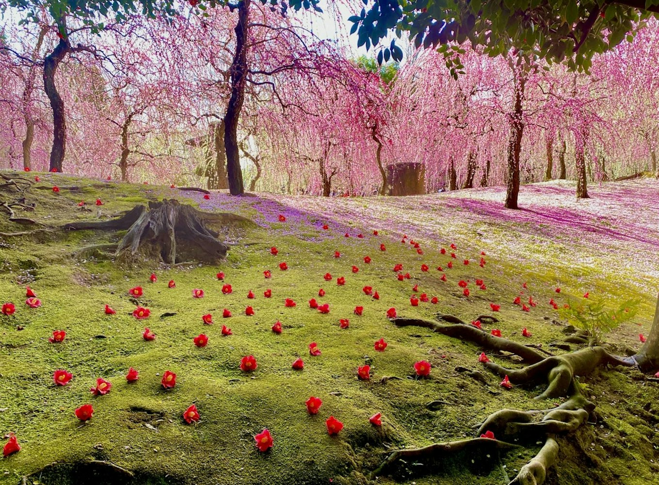 城南宮の枝垂れ桜