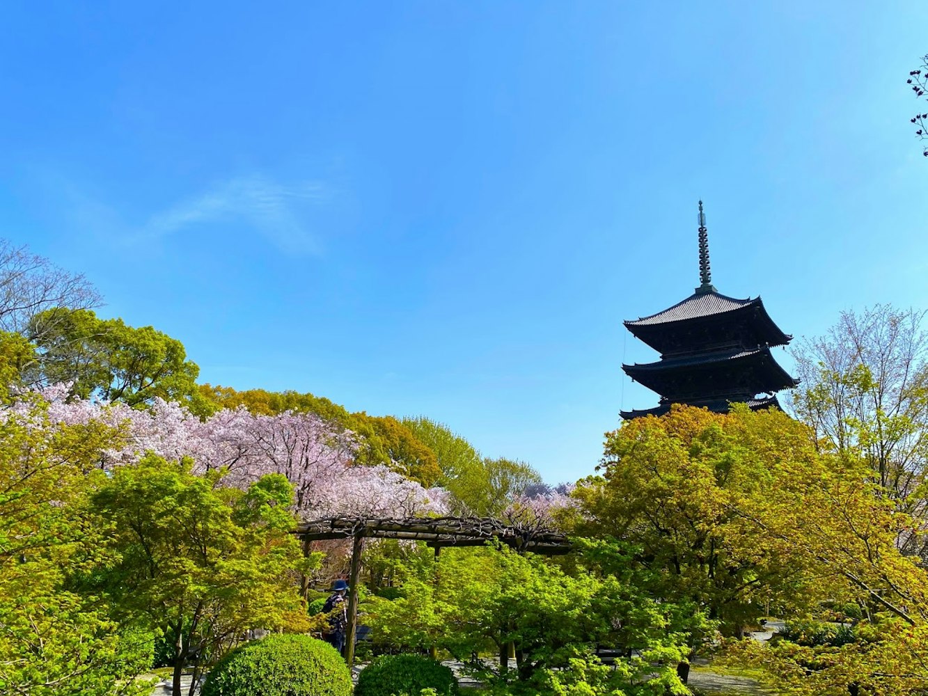 東寺の春の桜
