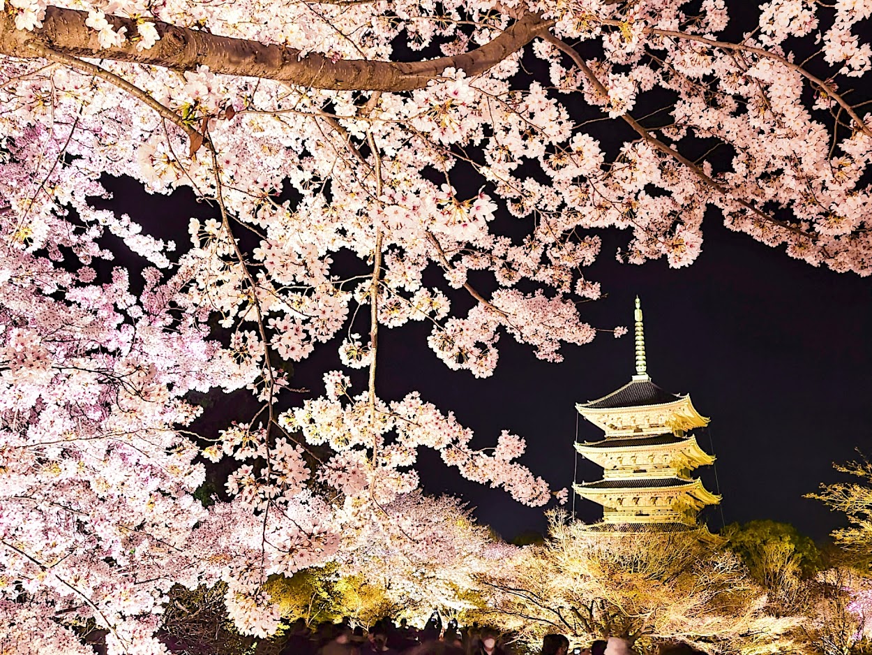 春の京都を楽しめる３月の観光スポット10選