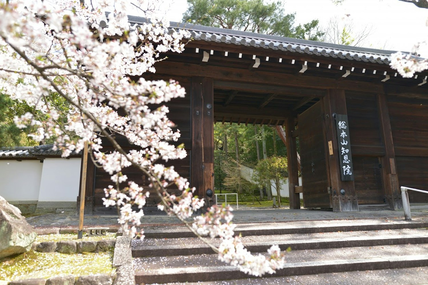 春の知恩院