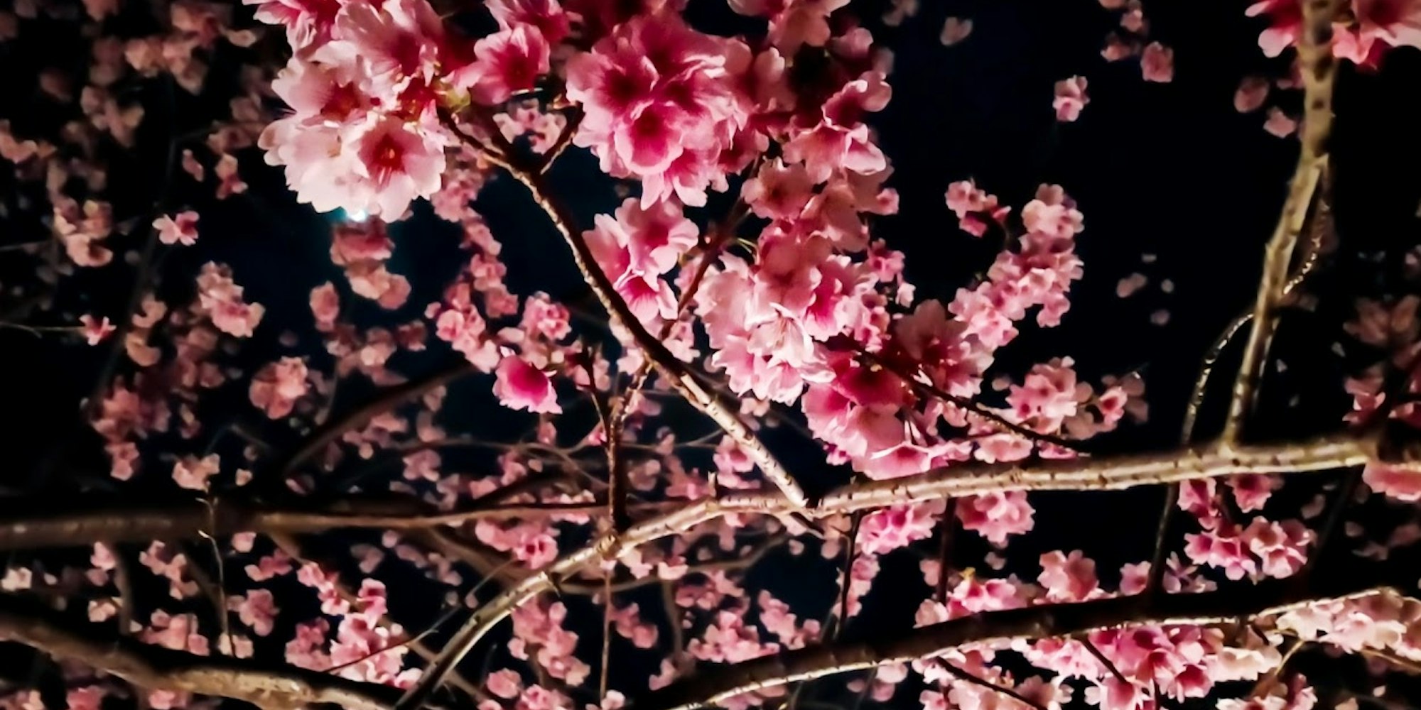 夜桜 夜桜