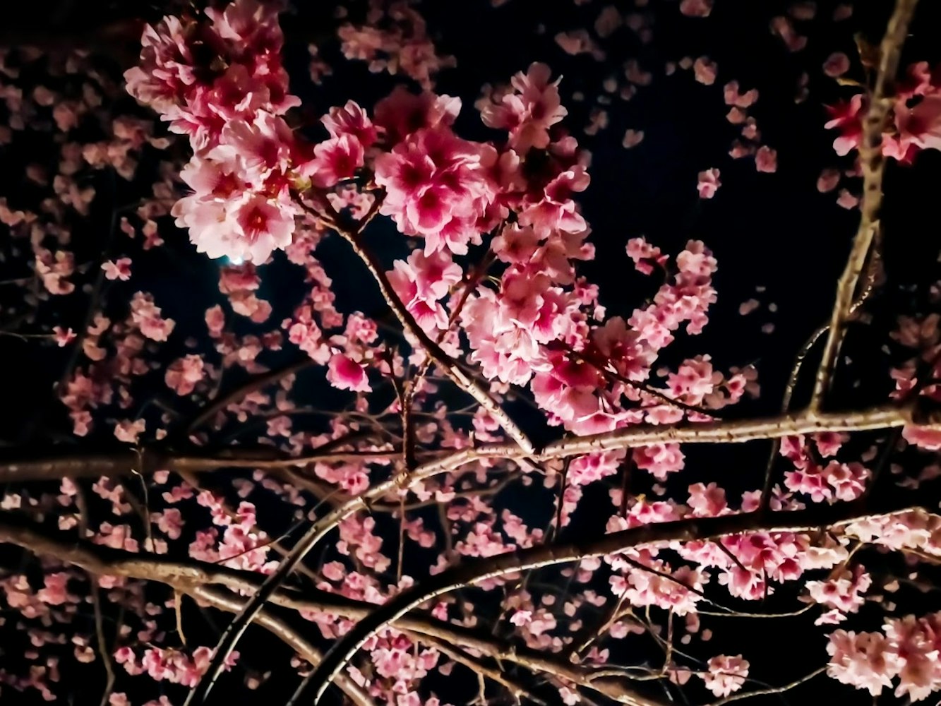 夜桜