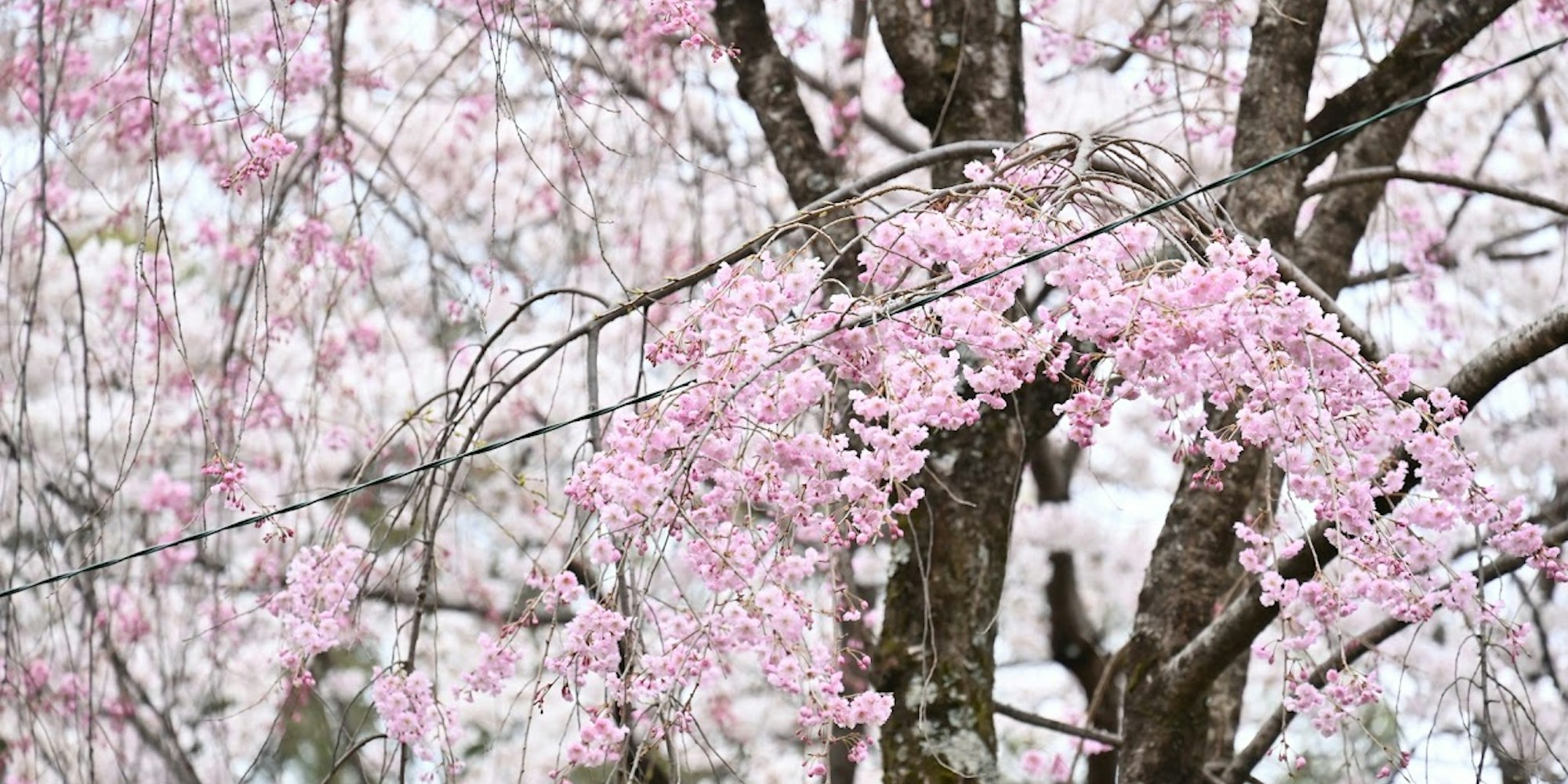 平野神社の桜 平野神社の桜