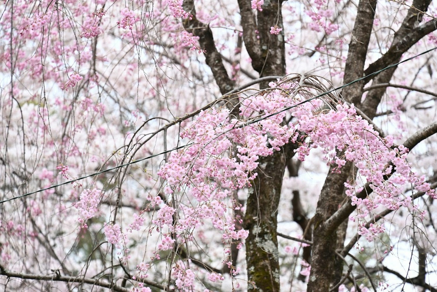 平野神社の桜