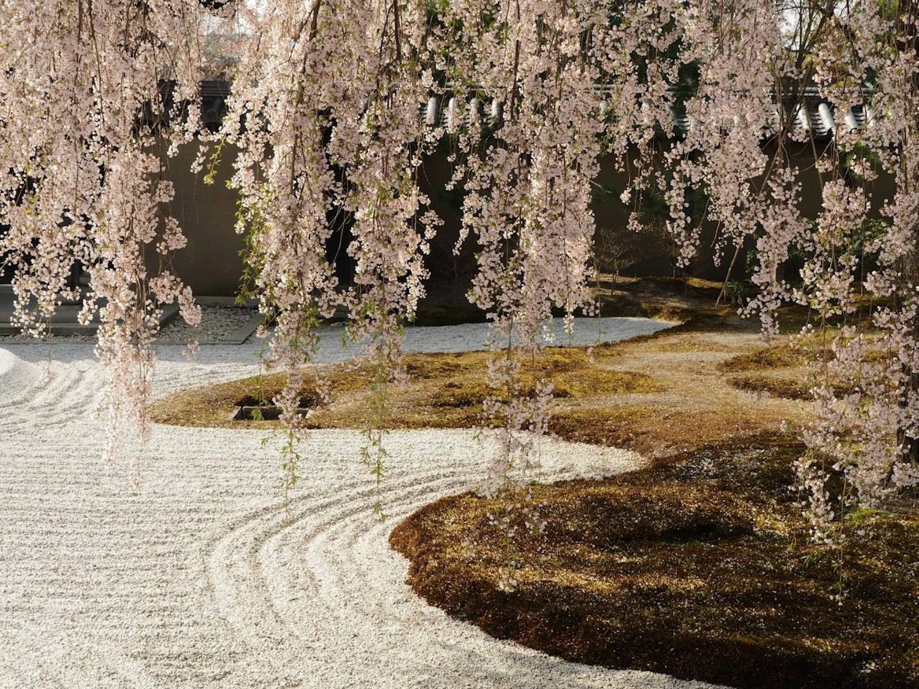 高台寺の枝垂れ桜