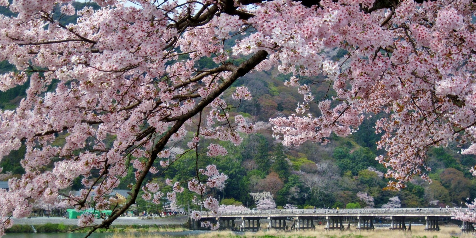 渡月橋の桜 渡月橋の桜
