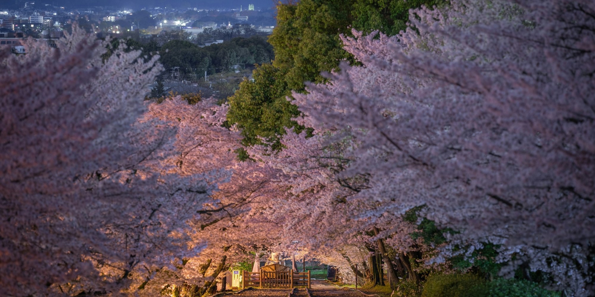 蹴上インクラインの夜桜 蹴上インクラインの夜桜