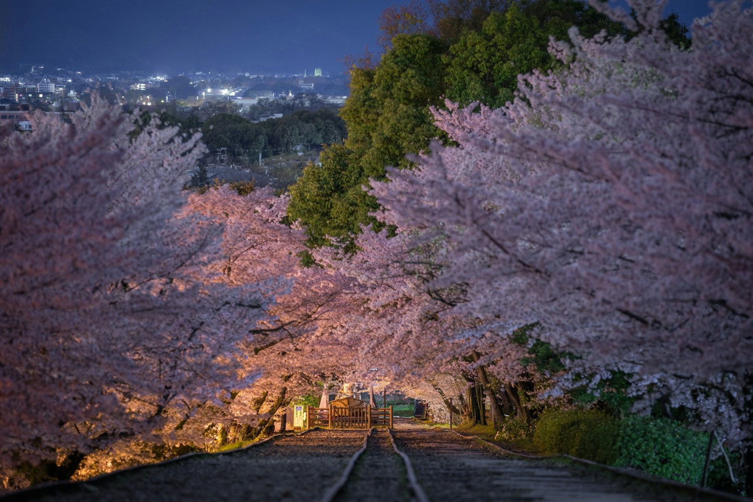 蹴上インクラインの夜桜