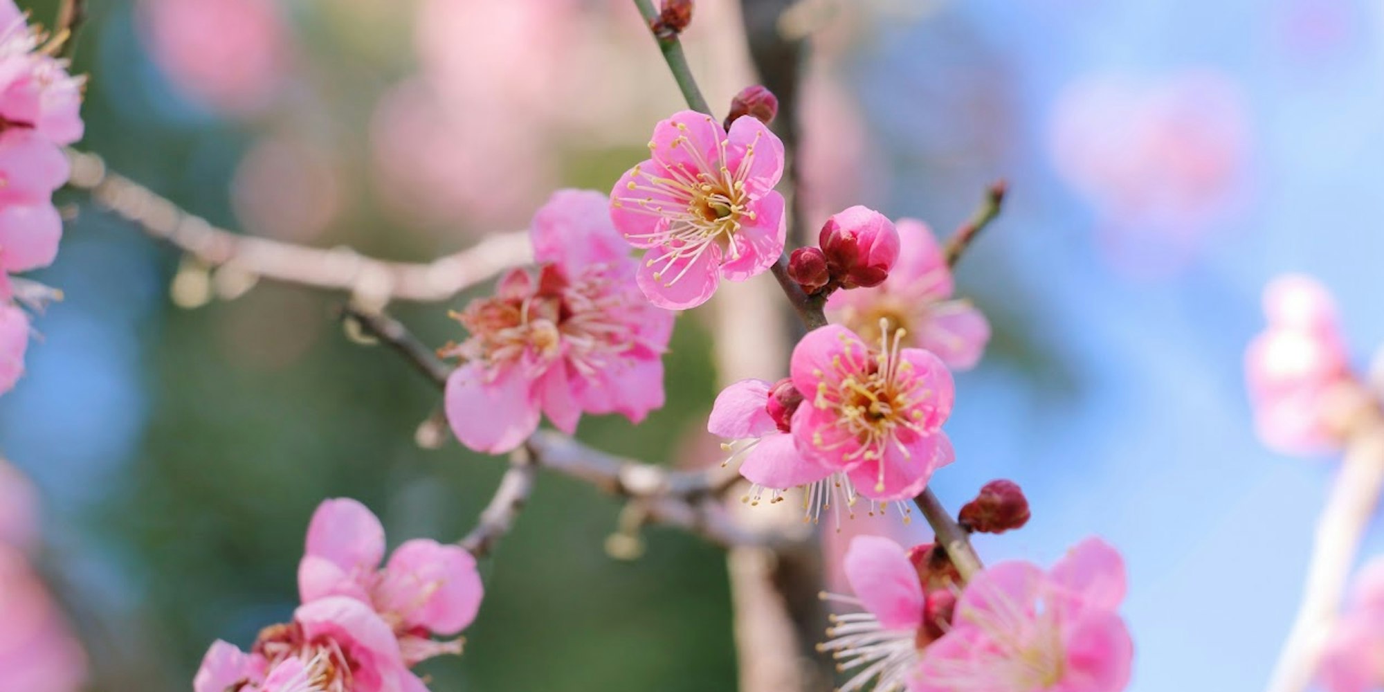 梅の画像 梅の画像