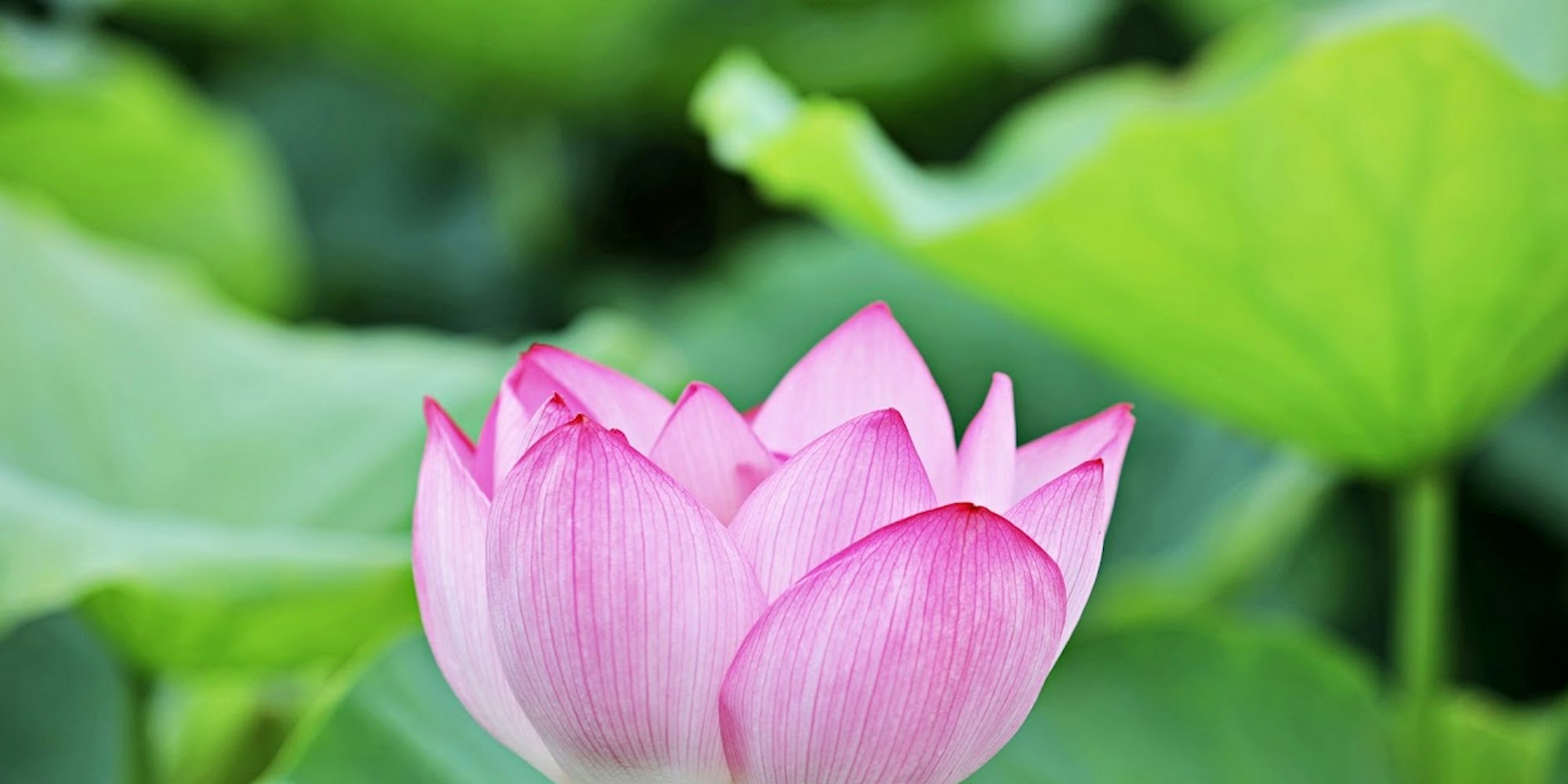 蓮の花の画像 蓮の花の画像