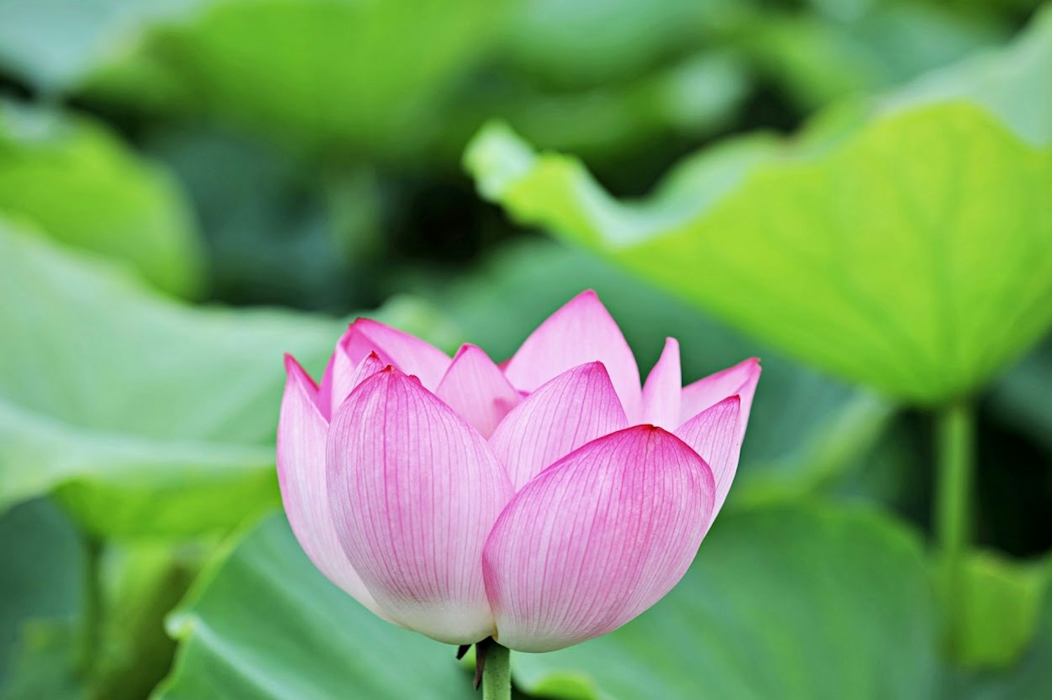 蓮の花の画像