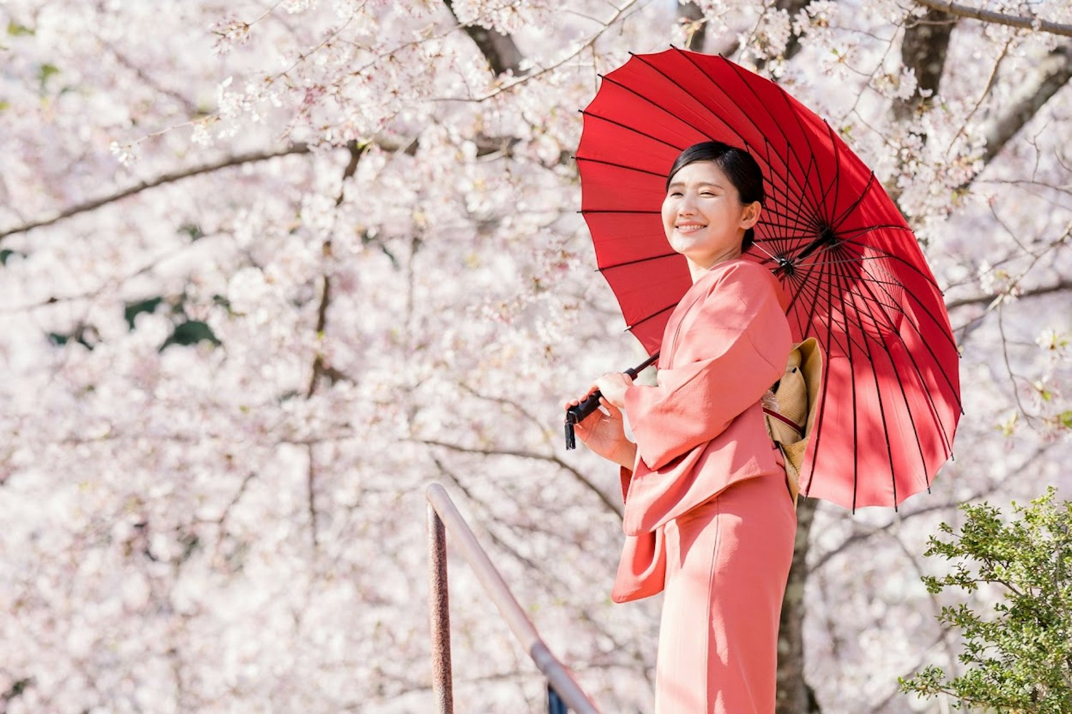 桜と着物の画像