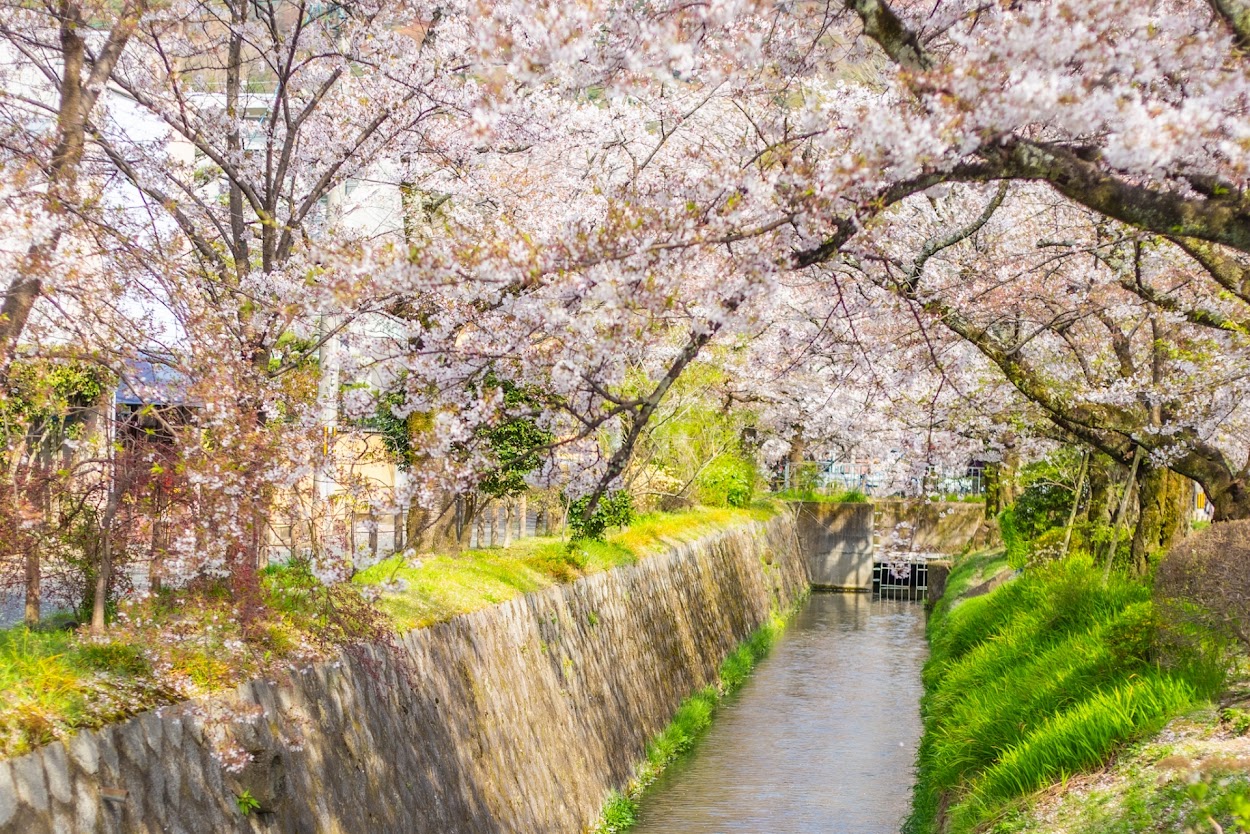 4月の春の京都観光におすすめの人気スポットBEST13！定番から