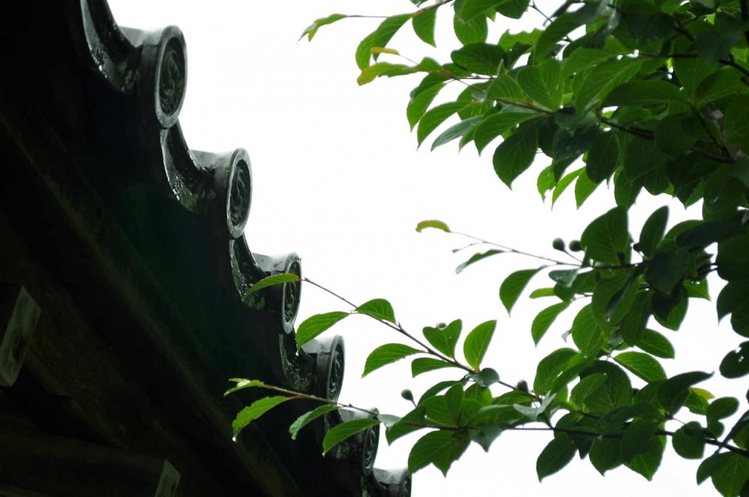 Eyecatch画像 | 10 Kyoto Tourist Spots to Enjoy in June Even on Rainy Days