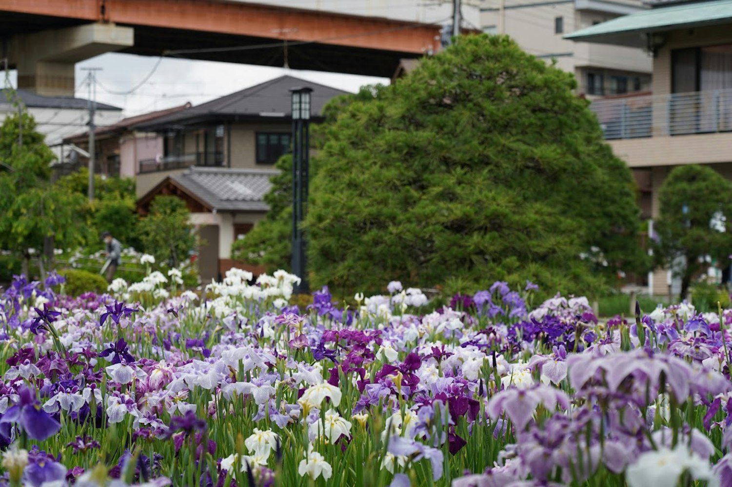 6月になると辺り一面花菖蒲が咲き誇る