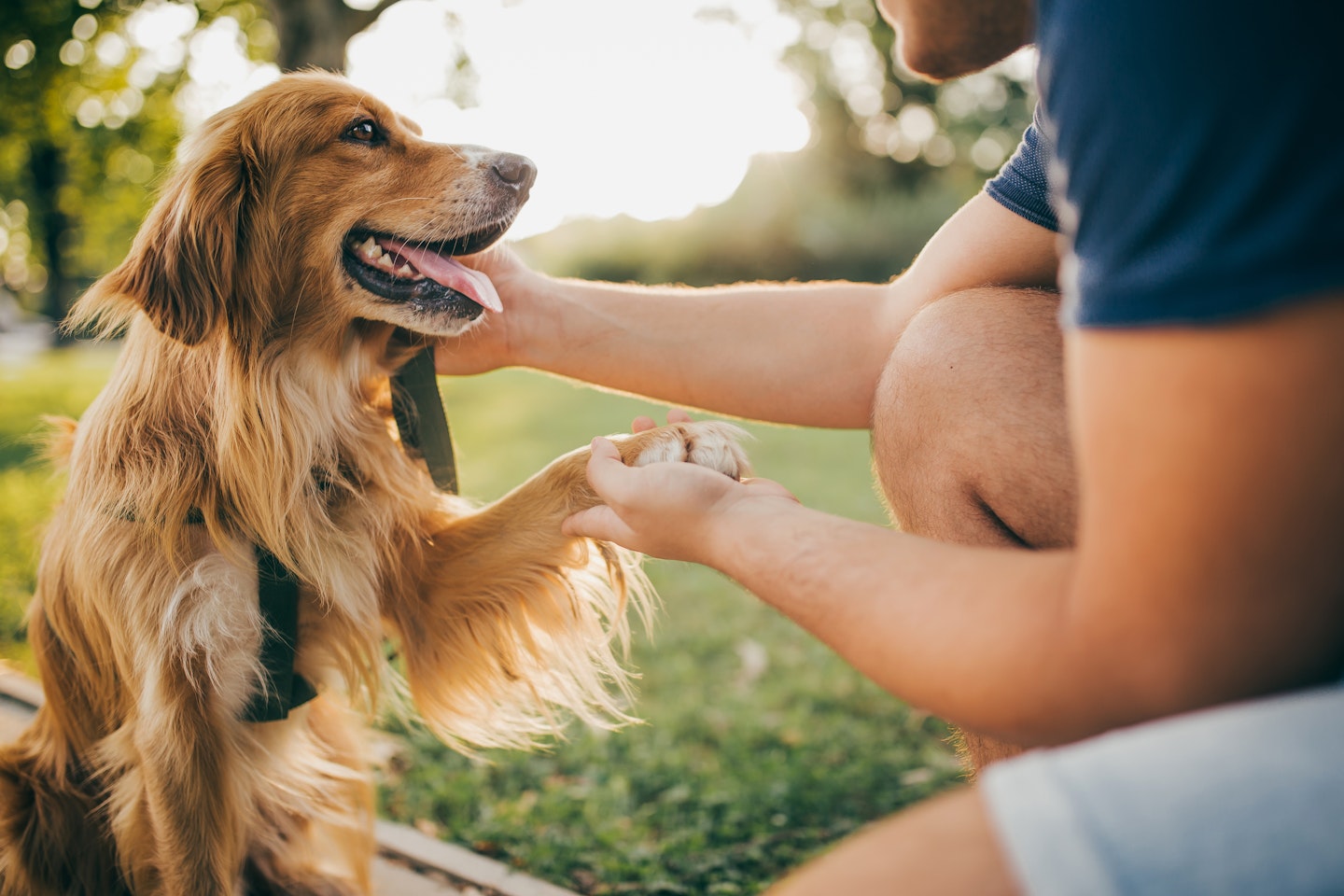 3 Pet Projects Around the Home
