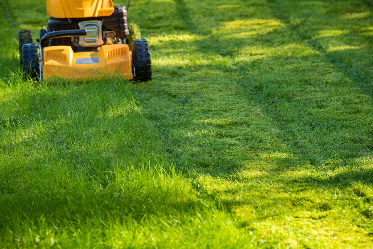 4 Tips for a Healthy Lawn This Summer