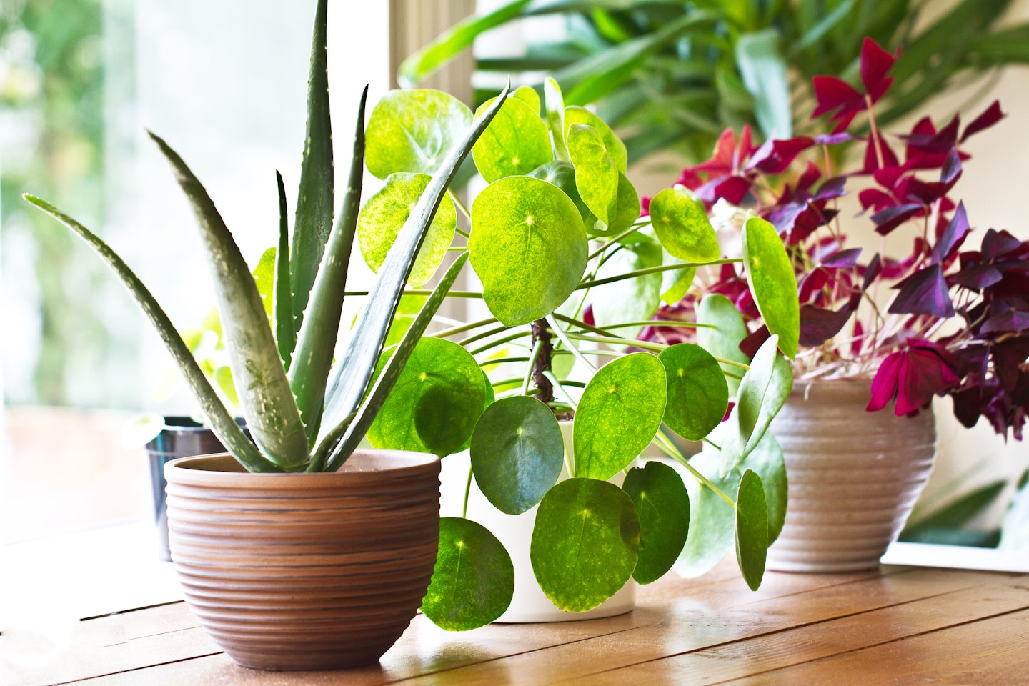 The Ins and Outs of Indoor Plants