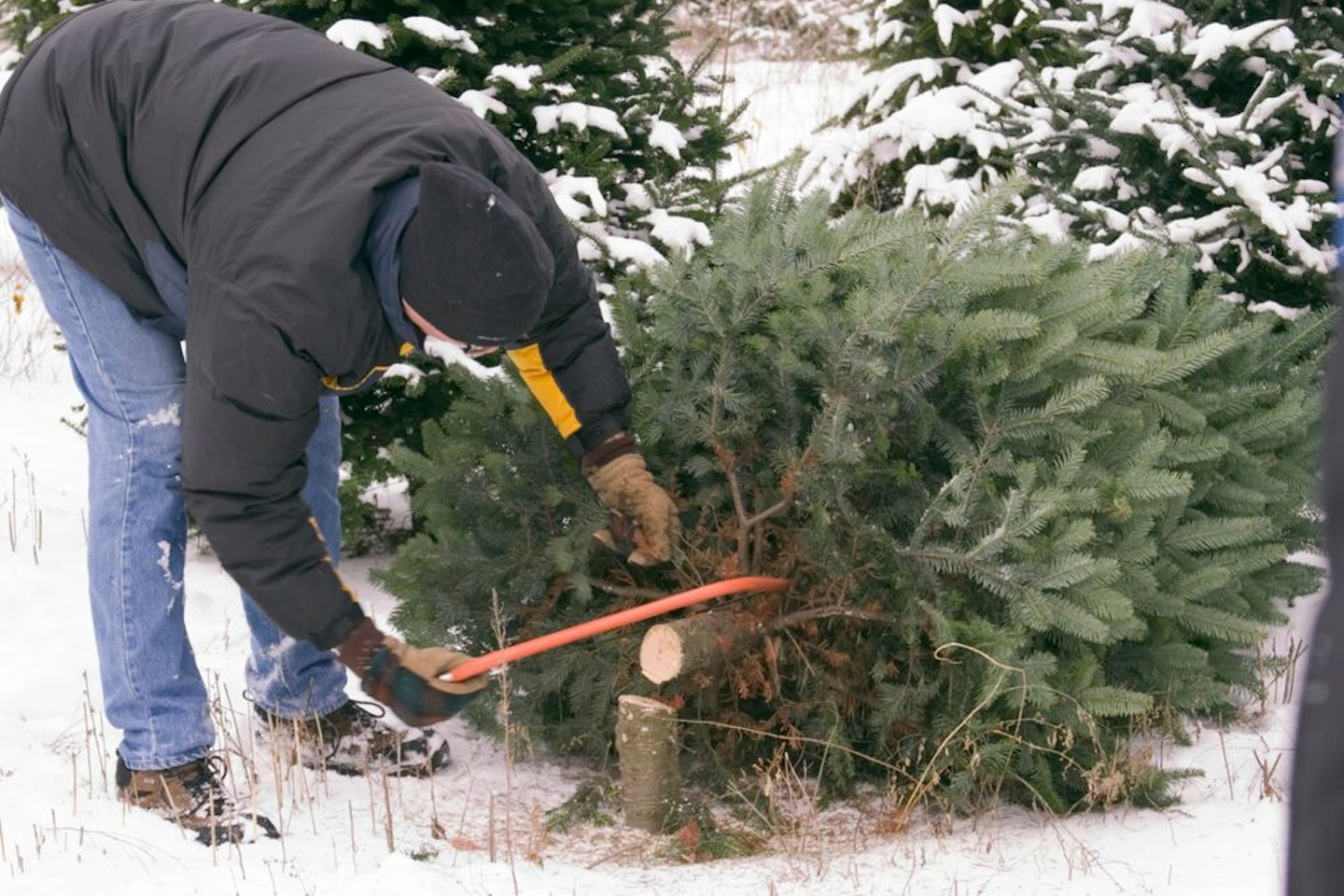 Choosing a Tree for the Holidays